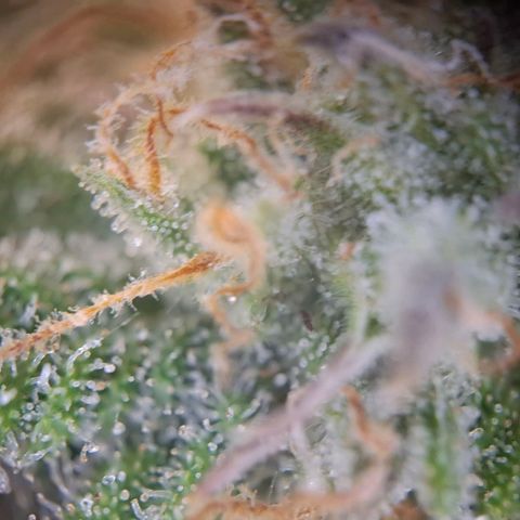 G13 Haze growlog timeline photo