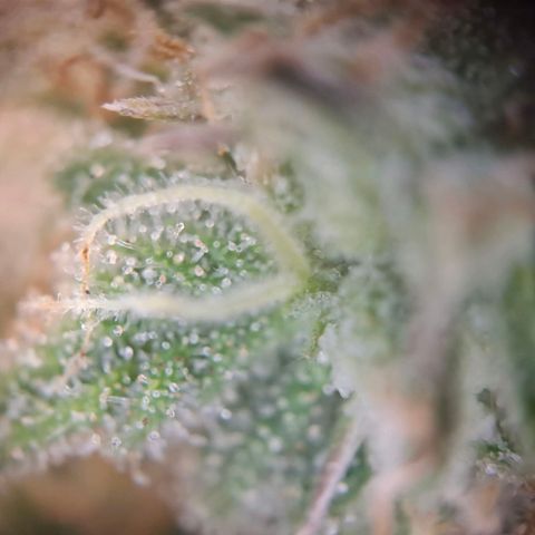 G13 Haze growlog timeline photo