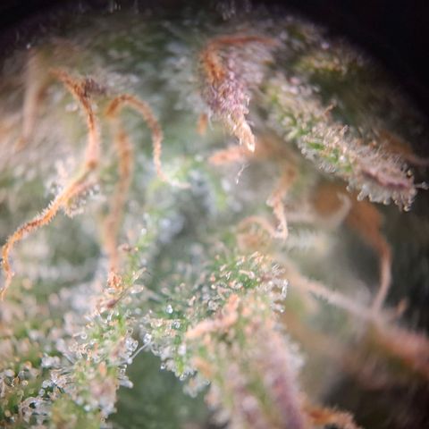 OG Kush growlog timeline photo