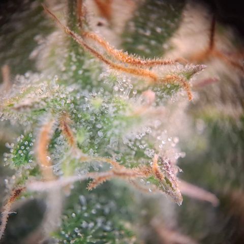OG Kush growlog timeline photo