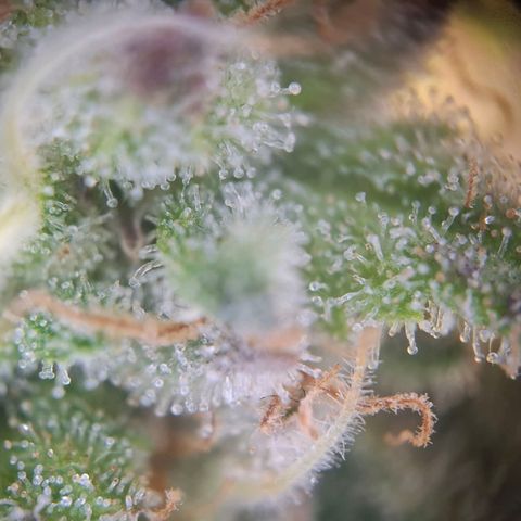 G13 Haze growlog timeline photo