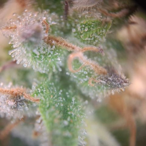 G13 Haze growlog timeline photo