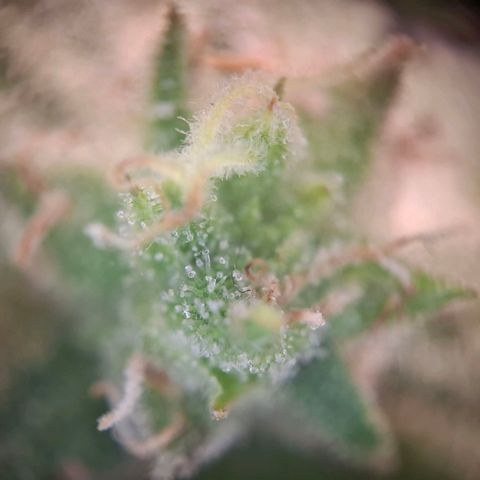 OG Kush growlog timeline photo