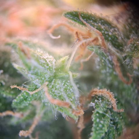 OG Kush growlog timeline photo