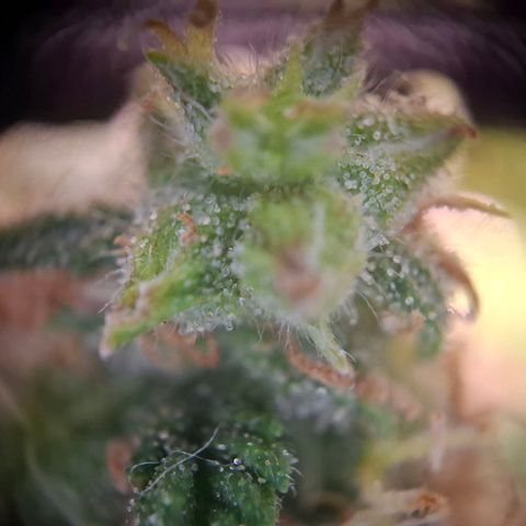 Acapulco Gold growlog timeline photo