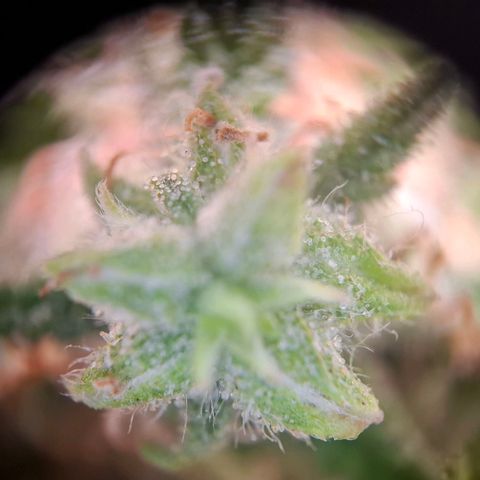 Acapulco Gold growlog timeline photo