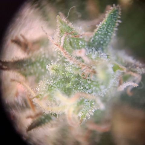 OG Kush growlog timeline photo