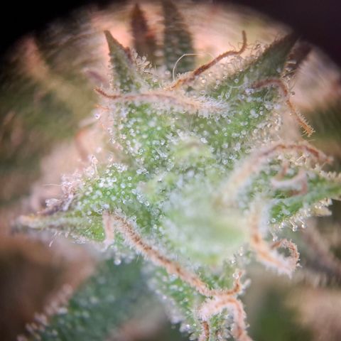 OG Kush growlog timeline photo