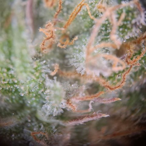 G13 Haze growlog timeline photo