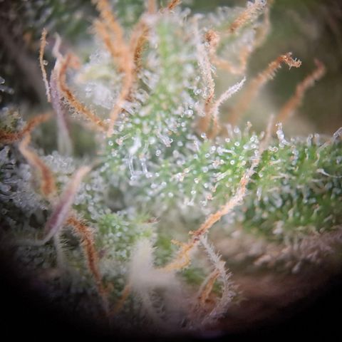 G13 Haze growlog timeline photo
