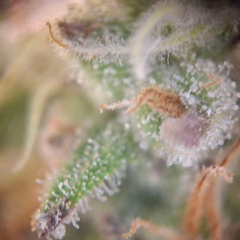 OG Kush growlog timeline photo