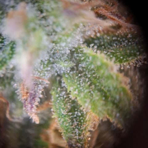 OG Kush growlog timeline photo