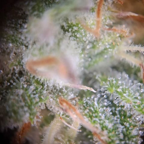 OG Kush growlog timeline photo