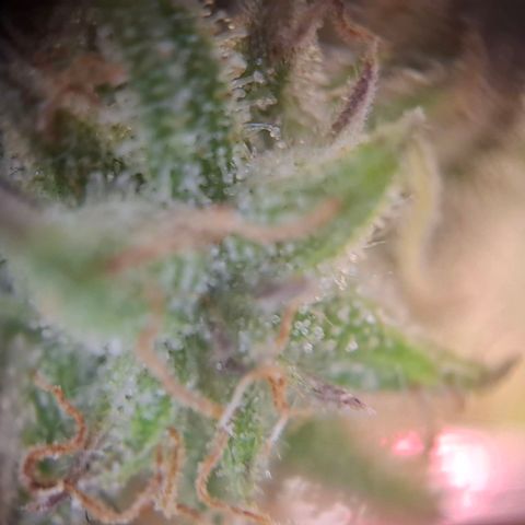 OG Kush growlog timeline photo