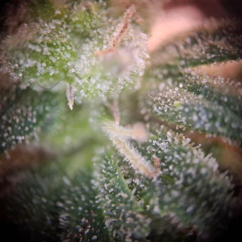 OG Kush growlog timeline photo