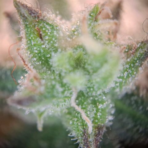 OG Kush growlog timeline photo