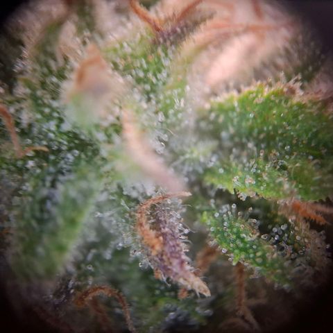 OG Kush growlog timeline photo