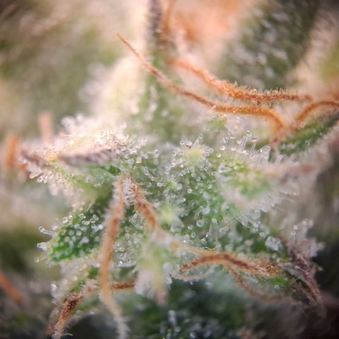 OG Kush growlog timeline photo