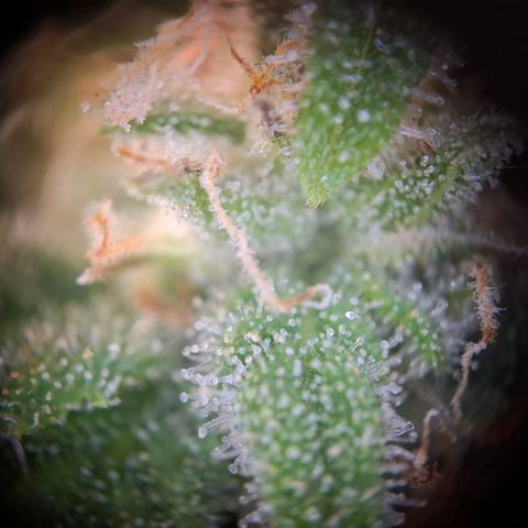 G13 Haze growlog timeline photo