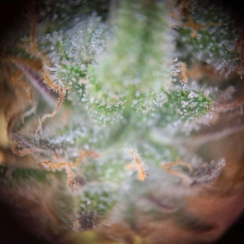 G13 Haze growlog timeline photo