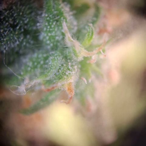 Acapulco Gold growlog timeline photo