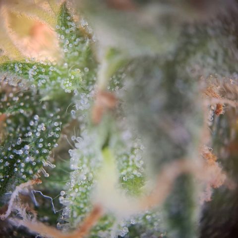 Acapulco Gold growlog timeline photo