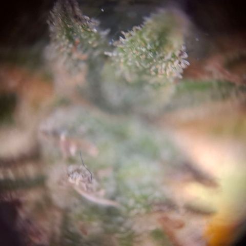 OG Kush growlog timeline photo