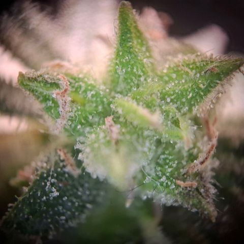 OG Kush growlog timeline photo