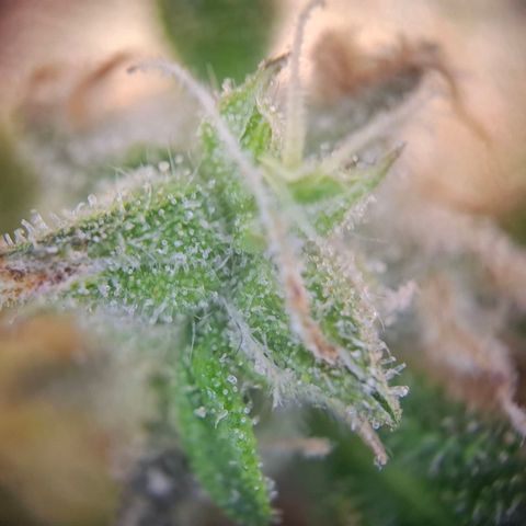 Acapulco Gold growlog timeline photo