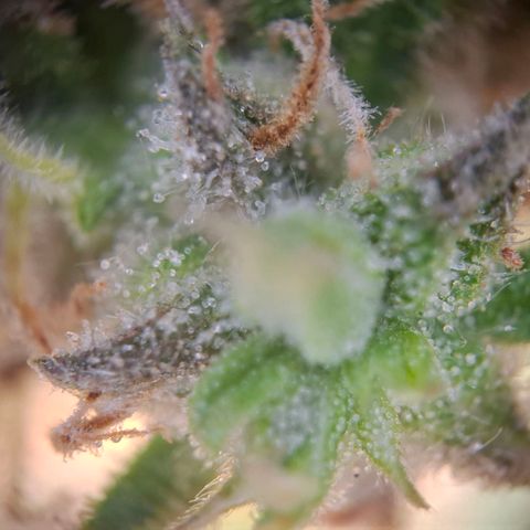 Acapulco Gold growlog timeline photo