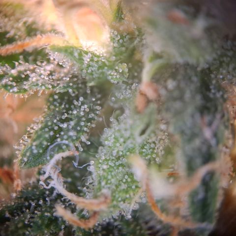 Acapulco Gold growlog timeline photo