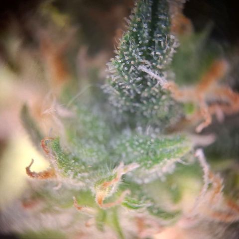 Acapulco Gold growlog timeline photo
