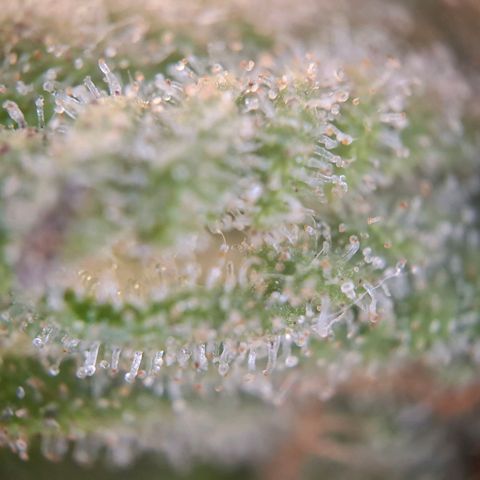 G13 Haze growlog timeline photo