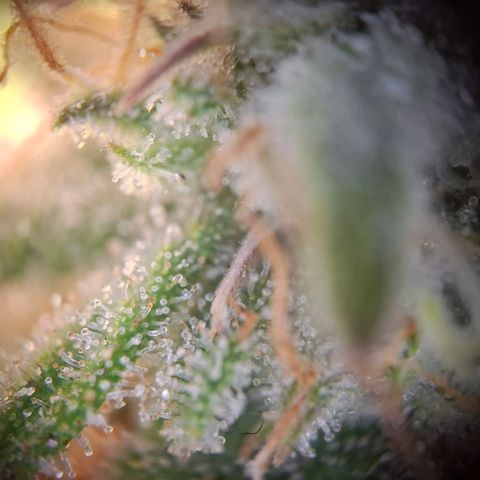 G13 Haze growlog timeline photo