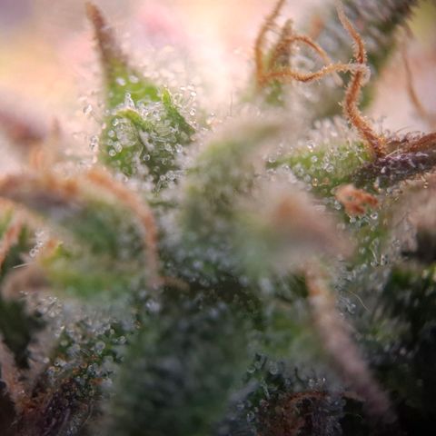 OG Kush growlog timeline photo