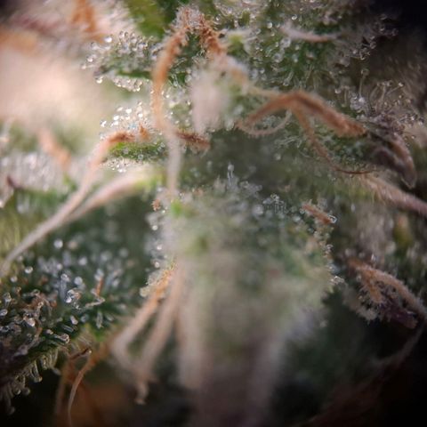 OG Kush growlog timeline photo