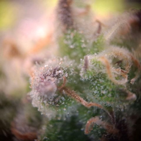 G13 Haze growlog timeline photo