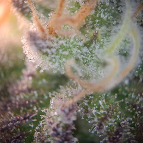G13 Haze growlog timeline photo
