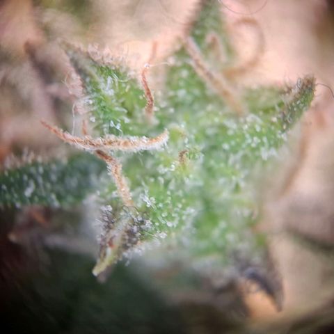 OG Kush growlog timeline photo