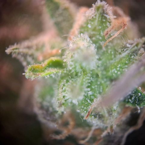OG Kush growlog timeline photo