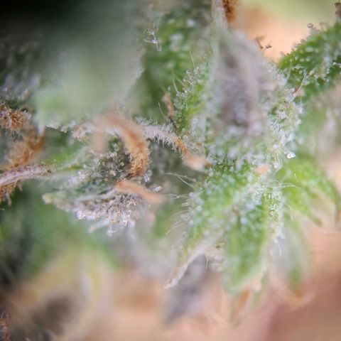 Acapulco Gold growlog timeline photo