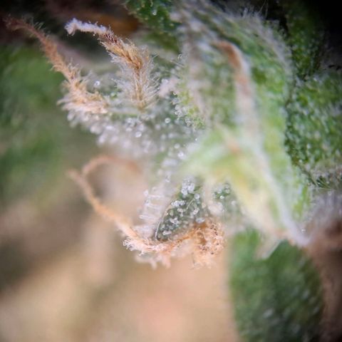 Acapulco Gold growlog timeline photo