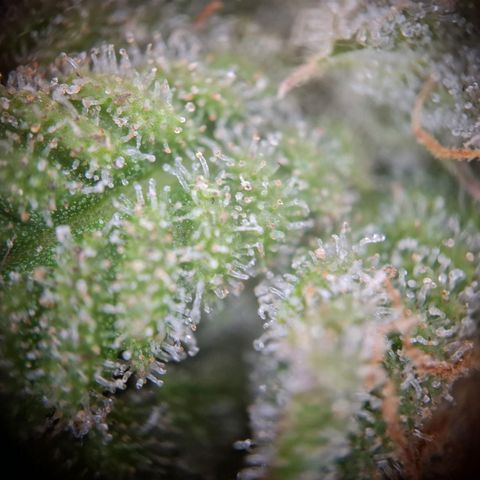 G13 Haze growlog timeline photo
