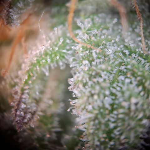 G13 Haze growlog timeline photo
