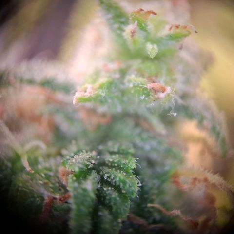 Acapulco Gold growlog timeline photo