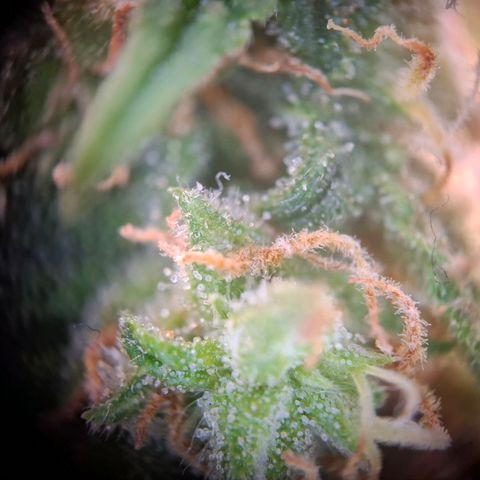 Acapulco Gold growlog timeline photo