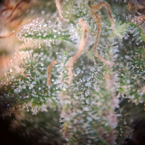 OG Kush growlog timeline photo