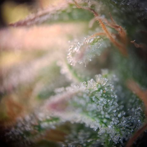 OG Kush growlog timeline photo