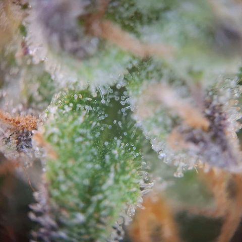 G13 Haze growlog timeline photo