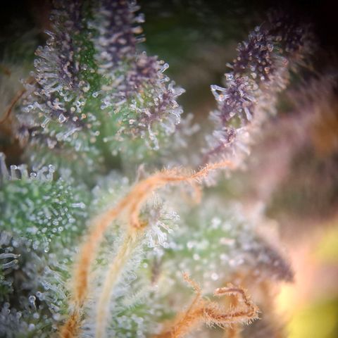 G13 Haze growlog timeline photo